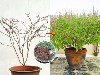 Preserving and Growing Tulsi (Basil) Plants At Home: Tips and Tricks | Preserving and Growing Tulsi (Basil) Plants At Home: Tips and Tricks