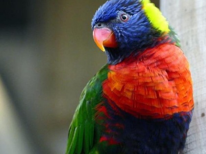 Parrot Fever Outbreak: Know All About The Deadly Respiratory Infection ...