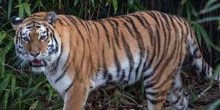 Watch Video! Tiger scares people in the middle of a flyover near Madhya Pradesh | Watch Video! Tiger scares people in the middle of a flyover near Madhya Pradesh