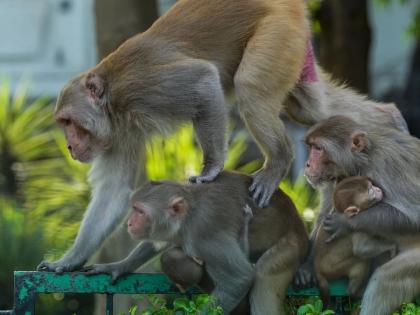 Heartbreaking! 20 Monkeys Found Dead Inside Water Tank in Telangana | Heartbreaking! 20 Monkeys Found Dead Inside Water Tank in Telangana