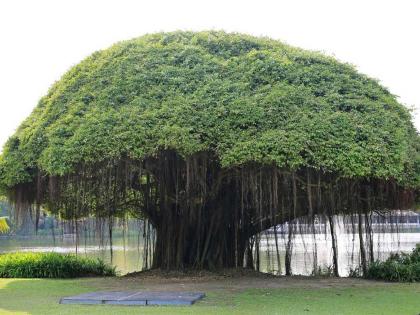 Pune: Banyan Tree Cut Near SPPU On Vat Savitri Puja Day; PMC Says Metro Is Responsible | Pune: Banyan Tree Cut Near SPPU On Vat Savitri Puja Day; PMC Says Metro Is Responsible Pune: Banyan Tree Cut Near SPPU On Vat Savitri Puja Day; PMC Says Metro Is Responsible | Pune: Banyan Tree Cut Near SPPU On Vat Savitri Puja Day; PMC Says Metro Is Responsible