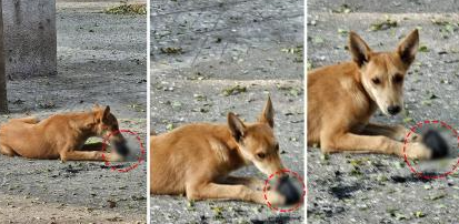 Pune: Stray Dogs Seen Eating Partially Burnt Human Remains at Vaikunth Crematorium, Shocking Video Surfaces