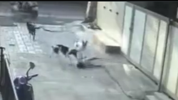 Pune: Little Girl Attacked, Dragged by Pack of Stray Dogs in Vadgaon Sheri; Horrific VIDEO Surfaces | Pune: Little Girl Attacked, Dragged by Pack of Stray Dogs in Vadgaon Sheri; Horrific VIDEO Surfaces