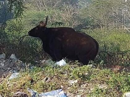 Another Indian bison sighted in Pune, rescue operation underway | Another Indian bison sighted in Pune, rescue operation underway