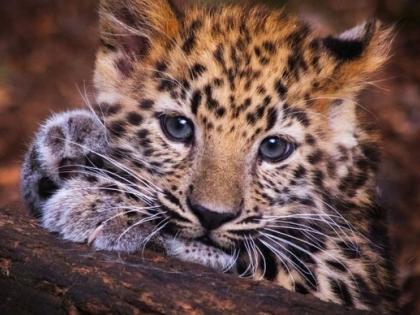 Eight leopard cubs die of starvation in Pune's Manchar forest area, officials advise caution to visitors | Eight leopard cubs die of starvation in Pune's Manchar forest area, officials advise caution to visitors