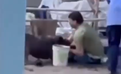 Pune Pitbull Attack: Man Brutally Mauled by Dog in Kondhwa, Horrific Video Surfaces | Pune Pitbull Attack: Man Brutally Mauled by Dog in Kondhwa, Horrific Video Surfaces Pune Pitbull Attack: Man Brutally Mauled by Dog in Kondhwa, Horrific Video Surfaces | Pune Pitbull Attack: Man Brutally Mauled by Dog in Kondhwa, Horrific Video Surfaces