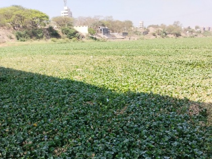 Pune Residents Slam PMC Over Unbearable Issues Caused by Water Hyacinths | Pune Residents Slam PMC Over Unbearable Issues Caused by Water Hyacinths