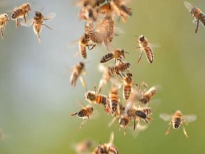 Pune Tragedy: Former Deputy Sarpanch Dies in Bee Attack in Navlakh Umbre, Pimpri Chinchwad | Pune Tragedy: Former Deputy Sarpanch Dies in Bee Attack in Navlakh Umbre, Pimpri Chinchwad Pune Tragedy: Former Deputy Sarpanch Dies in Bee Attack in Navlakh Umbre, Pimpri Chinchwad | Pune Tragedy: Former Deputy Sarpanch Dies in Bee Attack in Navlakh Umbre, Pimpri Chinchwad