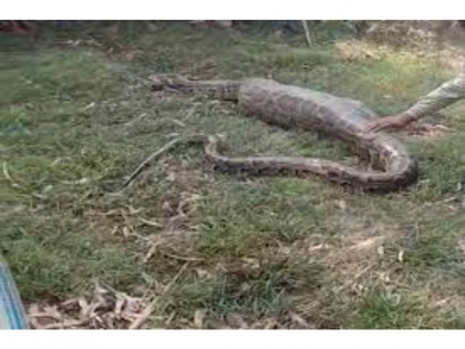 Shocking video shows python's exploded stomach after it ate a cow | Shocking video shows python's exploded stomach after it ate a cow