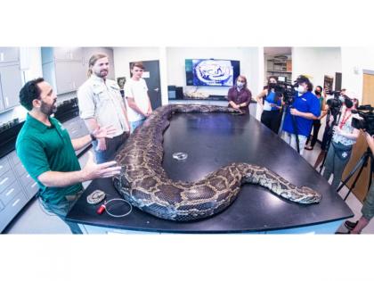 Biggest Burmese 18-foot-long python found in Florida | Biggest Burmese 18-foot-long python found in Florida