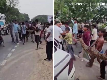 UP: Video of Children Parading with 15-Foot Giant Python in Bulandshahr Goes Viral | UP: Video of Children Parading with 15-Foot Giant Python in Bulandshahr Goes Viral