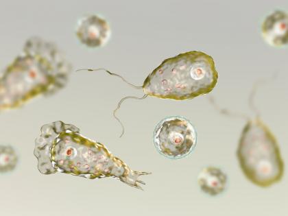 South Korea reports first death from 'brain-eating amoeba' | South Korea reports first death from 'brain-eating amoeba'