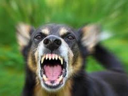 Rabies Scare in Tamil Nadu: 6 Children Hospitalised After Being Bitten by Stray Dog in Ambur, Tirupattur (Watch Video) | Rabies Scare in Tamil Nadu: 6 Children Hospitalised After Being Bitten by Stray Dog in Ambur, Tirupattur (Watch Video)