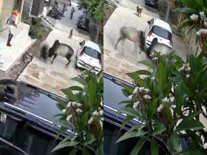 Rajasthan Tragedy: Bull Attacks Kills Elderly Man In Kota, Video Surfaces | Rajasthan Tragedy: Bull Attacks Kills Elderly Man In Kota, Video Surfaces Rajasthan Tragedy: Bull Attacks Kills Elderly Man In Kota, Video Surfaces | Rajasthan Tragedy: Bull Attacks Kills Elderly Man In Kota, Video Surfaces