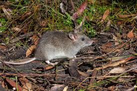 Rat At Indore Airport: Rodent Bites Engineer Waiting for Bengaluru Flight | Rat At Indore Airport: Rodent Bites Engineer Waiting for Bengaluru Flight