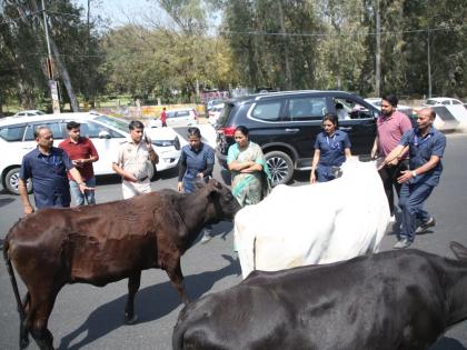 Rekha Gupta Car Accident: Delhi CM's Convoy Narrowly Escapes as Stray Cattle Suddenly Appear on Haiderpur Flyover (See Pics and Video) | Rekha Gupta Car Accident: Delhi CM's Convoy Narrowly Escapes as Stray Cattle Suddenly Appear on Haiderpur Flyover (See Pics and Video)