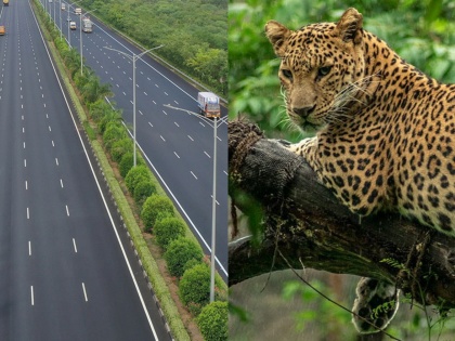 Samruddhi Expressway: A Safe Passage for Wildlife Amidst Smooth Travel | Samruddhi Expressway: A Safe Passage for Wildlife Amidst Smooth Travel