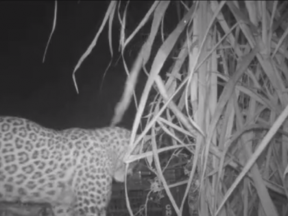 Leopard Cubs Reunited with Mother, Video goes viral | Leopard Cubs Reunited with Mother, Video goes viral