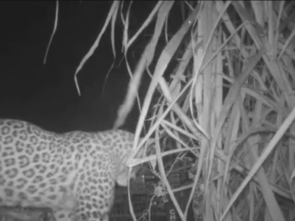 Leopard Cubs Reunited with Mother, Video goes viral | Leopard Cubs Reunited with Mother, Video goes viral Leopard Cubs Reunited with Mother, Video goes viral | Leopard Cubs Reunited with Mother, Video goes viral
