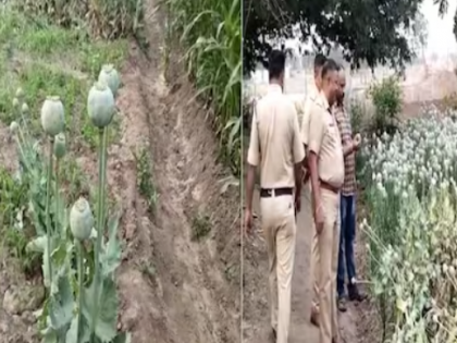 Pune: Cultivation of opium poppies in wheat fields; Police seize 1,374 plants, two arrested | Pune: Cultivation of opium poppies in wheat fields; Police seize 1,374 plants, two arrested Pune: Cultivation of opium poppies in wheat fields; Police seize 1,374 plants, two arrested | Pune: Cultivation of opium poppies in wheat fields; Police seize 1,374 plants, two arrested