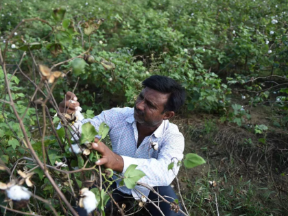 Unseasonal rains and hailstorms devastate crops in Washim district, employee strike delays crop panchnamas | Unseasonal rains and hailstorms devastate crops in Washim district, employee strike delays crop panchnamas