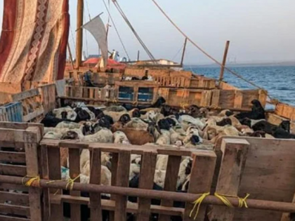 Pune Customs foils attempt to smuggle 3,500 live goats and sheep to Dubai | Pune Customs foils attempt to smuggle 3,500 live goats and sheep to Dubai