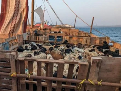 Pune Customs foils attempt to smuggle 3,500 live goats and sheep to Dubai | Pune Customs foils attempt to smuggle 3,500 live goats and sheep to Dubai Pune Customs foils attempt to smuggle 3,500 live goats and sheep to Dubai | Pune Customs foils attempt to smuggle 3,500 live goats and sheep to Dubai