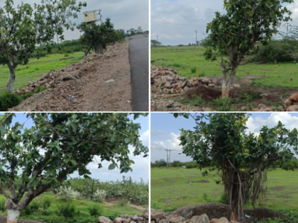 Tree transplantation on highway success with 85% survival rate | Tree transplantation on highway success with 85% survival rate Tree transplantation on highway success with 85% survival rate | Tree transplantation on highway success with 85% survival rate