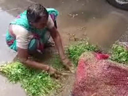 Watch: Dirty water used to wash vegetables at Navi Mumbai's APMC market | Watch: Dirty water used to wash vegetables at Navi Mumbai's APMC market