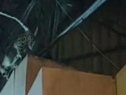 Mumbai: Leopard spotted on Marathi serial set in Goregaon Film City | Mumbai: Leopard spotted on Marathi serial set in Goregaon Film City