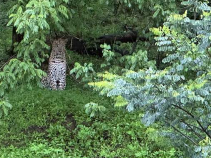 Watch: Leopard spotted at Sinhagad Fort, tourists urged to be cautious | Watch: Leopard spotted at Sinhagad Fort, tourists urged to be cautious Watch: Leopard spotted at Sinhagad Fort, tourists urged to be cautious | Watch: Leopard spotted at Sinhagad Fort, tourists urged to be cautious
