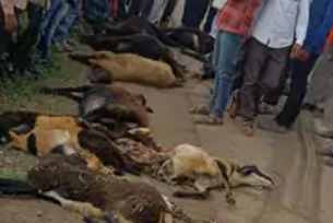 Chhatrapati Sambhajinagar: 17 sheep fatally struck by speeding truck on Sillod -Bharadi road | Chhatrapati Sambhajinagar: 17 sheep fatally struck by speeding truck on Sillod -Bharadi road Chhatrapati Sambhajinagar: 17 sheep fatally struck by speeding truck on Sillod -Bharadi road | Chhatrapati Sambhajinagar: 17 sheep fatally struck by speeding truck on Sillod -Bharadi road
