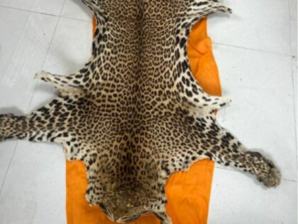 Pune Customs seizes leopard skin from dairy shop in Satara | Pune Customs seizes leopard skin from dairy shop in Satara Pune Customs seizes leopard skin from dairy shop in Satara | Pune Customs seizes leopard skin from dairy shop in Satara