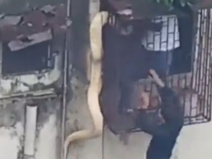 Watch: Massive 10-ft long python dangles from residential window in Thane | Watch: Massive 10-ft long python dangles from residential window in Thane