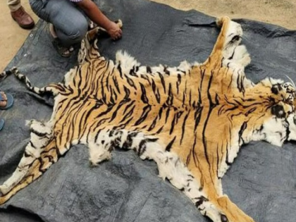 Two held with tiger skin Maharashtra’s Gadchiroli | Two held with tiger skin Maharashtra’s Gadchiroli