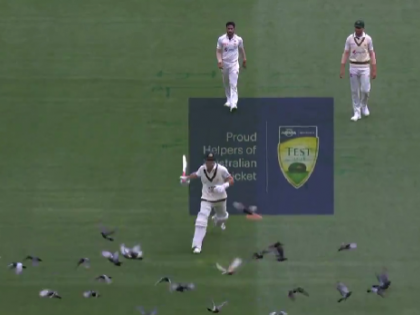 Watch: Marnus Labuschagne Chases Away Pigeons at MCG on Day 1 of 2nd AUS vs PAK Test | Watch: Marnus Labuschagne Chases Away Pigeons at MCG on Day 1 of 2nd AUS vs PAK Test