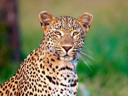 Leopardess went missing from Nagpur Zoo found dead | Leopardess went missing from Nagpur Zoo found dead