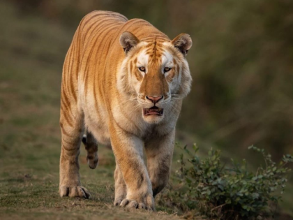 Golden Tiger Spotted in Kaziranga National Park, Assam CM Himanta Biswa Shares Video | Golden Tiger Spotted in Kaziranga National Park, Assam CM Himanta Biswa Shares Video