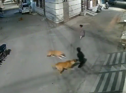 Punjab: Stray Dogs Attack on Child in Bathinda's National Colony, Shocking Video Goes Viral | Watch | Punjab: Stray Dogs Attack on Child in Bathinda's National Colony, Shocking Video Goes Viral | Watch