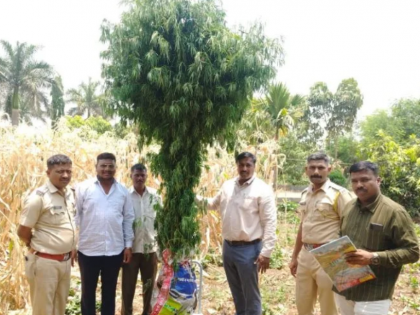 Pimpri-Chinchwad Police Arrest Farmer for Cultivating Marijuana Worth Rs 11 Lakh in Agarwadi Farm | Pimpri-Chinchwad Police Arrest Farmer for Cultivating Marijuana Worth Rs 11 Lakh in Agarwadi Farm