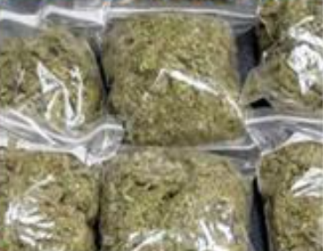 Pune: Major Drug Bust as Police Seize 64 Kg Ganja, Arrest Three Traffickers | Pune: Major Drug Bust as Police Seize 64 Kg Ganja, Arrest Three Traffickers Pune: Major Drug Bust as Police Seize 64 Kg Ganja, Arrest Three Traffickers | Pune: Major Drug Bust as Police Seize 64 Kg Ganja, Arrest Three Traffickers