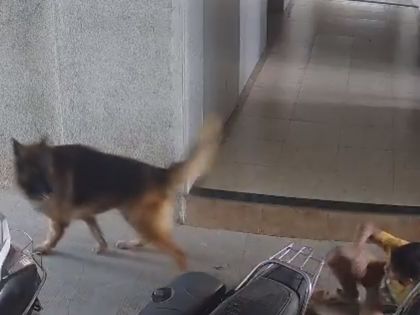 Pune Dog Attack: Minor Boy Injured After German Shepherd Attacks Him in Pimpri-Chinchwad; Video Surfaces | Pune Dog Attack: Minor Boy Injured After German Shepherd Attacks Him in Pimpri-Chinchwad; Video Surfaces