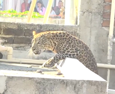 Nagpur: Victims Recall Leopard Watching a Child Before Attacking — Residents Say They Feared for Their Lives (Watch Video) | Nagpur: Victims Recall Leopard Watching a Child Before Attacking — Residents Say They Feared for Their Lives (Watch Video)