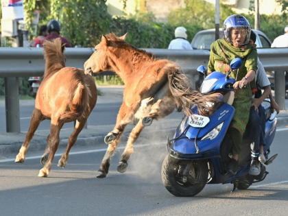 Coimbatore Shocker: Two-Wheeler Topples After Stray Horse Hits Scooty Near Vellakinaru | Coimbatore Shocker: Two-Wheeler Topples After Stray Horse Hits Scooty Near Vellakinaru Coimbatore Shocker: Two-Wheeler Topples After Stray Horse Hits Scooty Near Vellakinaru | Coimbatore Shocker: Two-Wheeler Topples After Stray Horse Hits Scooty Near Vellakinaru
