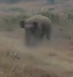 Jharkhand: Four Killed as Herd of 42 Elephants Goes on Rampage in Ramgarh District | Jharkhand: Four Killed as Herd of 42 Elephants Goes on Rampage in Ramgarh District Jharkhand: Four Killed as Herd of 42 Elephants Goes on Rampage in Ramgarh District | Jharkhand: Four Killed as Herd of 42 Elephants Goes on Rampage in Ramgarh District