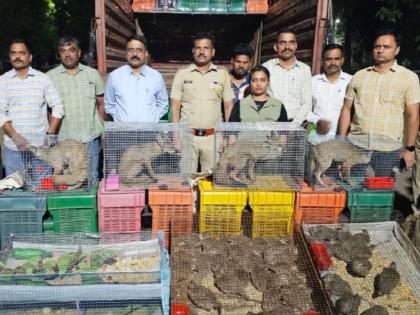 Nandurbar Police Bust Pushpa-Style Wildlife Smuggling, Three Held with Foxes and Birds | Nandurbar Police Bust Pushpa-Style Wildlife Smuggling, Three Held with Foxes and Birds Nandurbar Police Bust Pushpa-Style Wildlife Smuggling, Three Held with Foxes and Birds | Nandurbar Police Bust Pushpa-Style Wildlife Smuggling, Three Held with Foxes and Birds