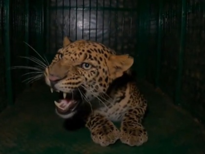 Wildlife RESQ and Pune Forest Department Swiftly Rescue Strayed Leopard in Chikali | Wildlife RESQ and Pune Forest Department Swiftly Rescue Strayed Leopard in Chikali
