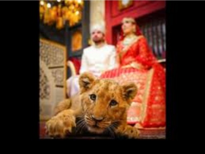 Watch Video! Animal rights activists slam Pakistan over use of sedated lion cub in bridal photoshoot | Watch Video! Animal rights activists slam Pakistan over use of sedated lion cub in bridal photoshoot