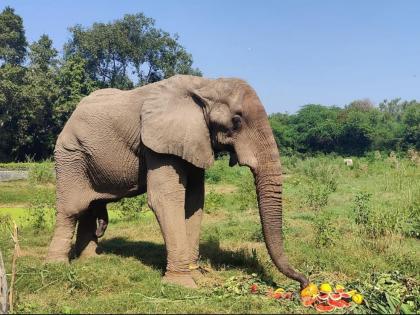 Shankar, Delhi Zoo's Sole African Elephant, Dies After 27 Years, Probe Ordered | Shankar, Delhi Zoo's Sole African Elephant, Dies After 27 Years, Probe Ordered