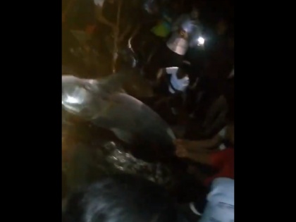 Shark Attack in Maharashtra: 7-Foot-Long Bull Shark Bites Off Man's Leg in Palghar River | Shark Attack in Maharashtra: 7-Foot-Long Bull Shark Bites Off Man's Leg in Palghar River